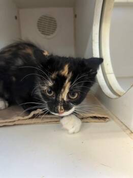 COCO -  Domestic Medium Hair Cat for Adoption in Jacksonville, Florida - COCO | PetCurious