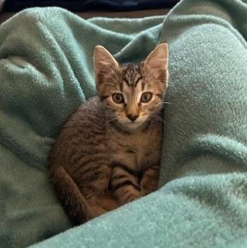 Rescue Domestic Short Hair Cats for Adoption in Renton, Washington - Helen | PetCurious