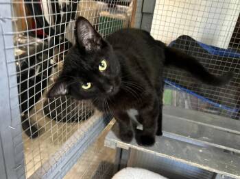 Bombay and Domestic Short Hair Cats Available for Adoption in Walnut Creek, California - Magnus | PetCurious