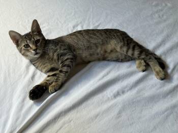 Maryanne -  Domestic Short Hair Cat for Adoption in Belmont, North Carolina - Maryanne | PetCurious