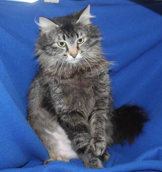 Lady - 43443 -  Domestic Long Hair and Tabby Cat for Adoption in Prattville, Alabama - Lady - 43443 | PetCurious