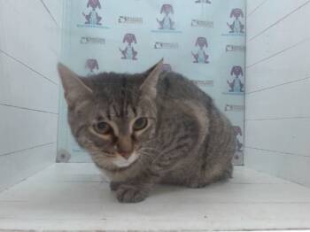 Rescue Domestic Short Hair Cats for Adoption in Orlando, Florida - MELODY | PetCurious