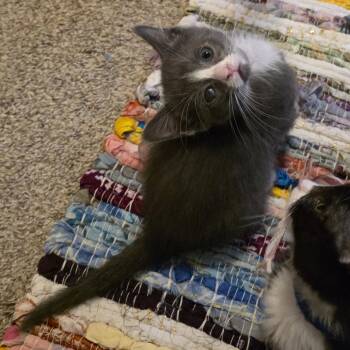 Flint -  Domestic Short Hair Cat for Adoption in Normal, Illinois - Flint | PetCurious