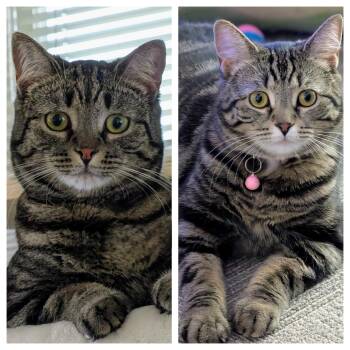 Domestic Short Hair Cats Available for Adoption in Honeoye, New York - Peter & Paula | PetCurious