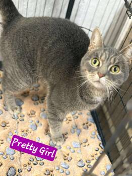 Rescue Domestic Short Hair Cats for Adoption in Wheelersburg, Ohio - Pretty Girl | PetCurious