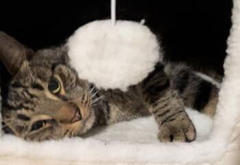 Rescue Domestic Short Hair Cats for Adoption in Suffolk, Virginia - Edward | PetCurious