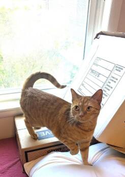 Leo (26-135 C) -  Domestic Short Hair Cat for Adoption in Lansing, Michigan - Leo (26-135 C) | PetCurious