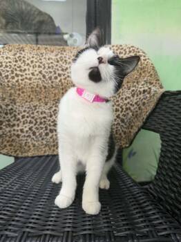 Wynona -  Tuxedo Cat for Adoption in Tavares, Florida - Wynona | PetCurious