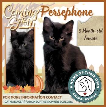 Persephone -  Domestic Long Hair Cat for Adoption in Silver Spring, Maryland - Persephone | PetCurious