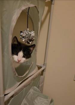 Domestic Short Hair Cats Available for Adoption in Coatesville, Pennsylvania - Munchkin | PetCurious