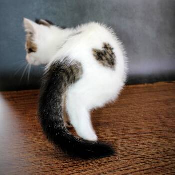 Cupid -  Tabby and Siamese Cat for Adoption in Lee