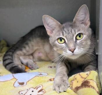 Celestia -  Domestic Short Hair Cat for Adoption in Bloomington, Indiana - Celestia | PetCurious