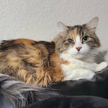 Rescue Domestic Long Hair Cats for Adoption in Las Vegas, Nevada - Zane Grace | PetCurious