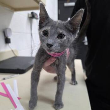 Furgie -  Domestic Short Hair Cat for Adoption in Ardmore, Oklahoma - Furgie | PetCurious