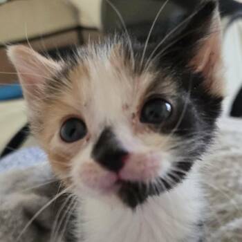 Gem -  Domestic Short Hair Cat for Adoption in Spring Hill, Kansas - Gem | PetCurious