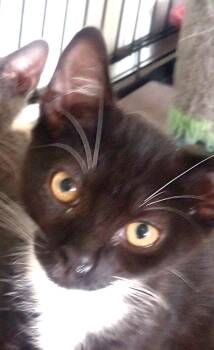 Rescue Domestic Short Hair Cats for Adoption in Santa Rosa, California - Binx | PetCurious