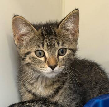 Valeria -  Domestic Short Hair Cat for Adoption in Columbia, Illinois - Valeria | PetCurious
