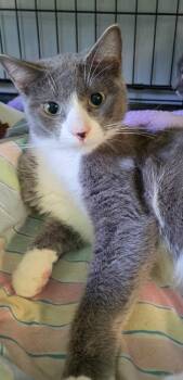 Little Blue -  Domestic Short Hair Cat for Adoption in Windsor, Connecticut - Little Blue | PetCurious
