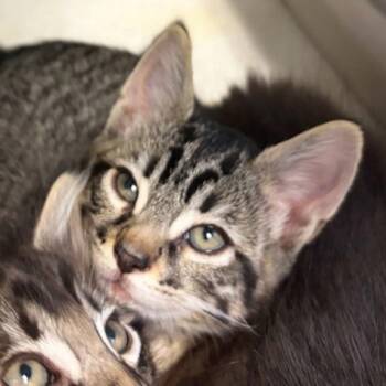 Domestic Short Hair Cats Available for Adoption in Walnut Creek, California - Lime | PetCurious