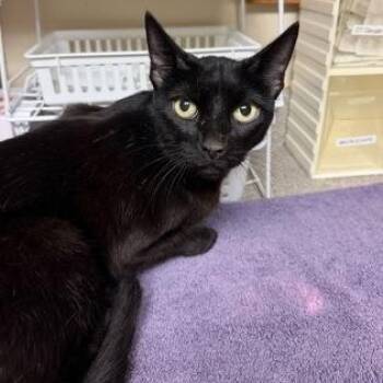Margaret -  Domestic Short Hair Cat for Adoption in Bellingham, Washington - Margaret | PetCurious