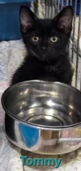 Rescue Bombay Cats for Adoption in Kell, Illinois - Tommy | PetCurious