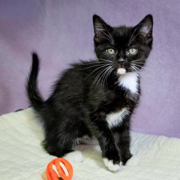 Domestic Short Hair Cats Available for Adoption in Versailles, Kentucky - Coal | PetCurious