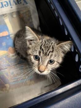 Churu -  Domestic Short Hair Cat for Adoption in Cincinnati, Ohio - Churu | PetCurious
