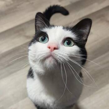 Domestic Short Hair Cats Available for Adoption in Belleville, Illinois - Bean | PetCurious