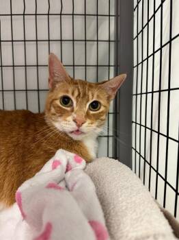 Chandler -  Domestic Short Hair Cat for Adoption in Grants Pass, Oregon - Chandler | PetCurious