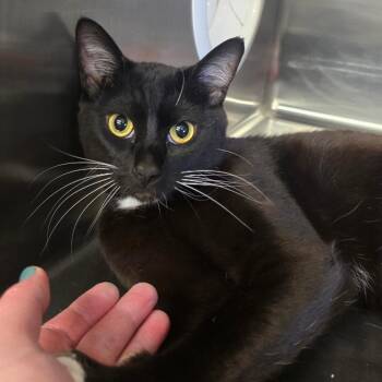 Domestic Short Hair Cats Available for Adoption in Spokane, Washington - Duffy | PetCurious