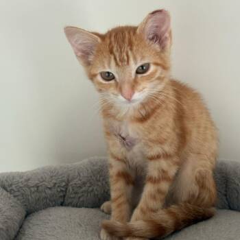 Glinda -  Domestic Short Hair Cat for Adoption in Chattanooga, Tennessee - Glinda | PetCurious