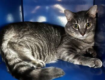 Rescue Domestic Short Hair Cats for Adoption in Sault Ste. Marie, Michigan - Kitty | PetCurious