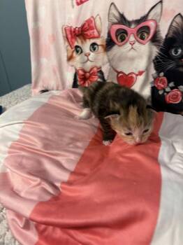 Domestic Short Hair Cats Available for Adoption - Figgs | PetCurious