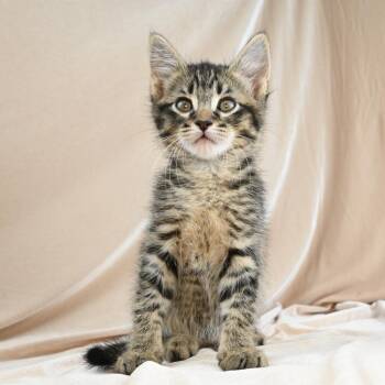 Katana -  Domestic Short Hair Cat for Adoption in Mobile, Alabama - Katana | PetCurious