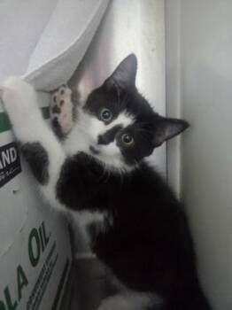 Prongs -  Domestic Short Hair Cat for Adoption in Westland, Michigan - Prongs | PetCurious