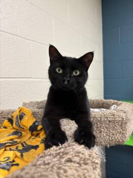Aurora -  Domestic Short Hair Cat for Adoption in Valparaiso, Indiana - Aurora | PetCurious