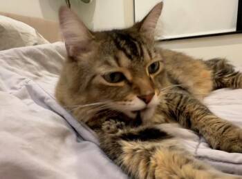 Saint -  Domestic Medium Hair Cat for Adoption - Saint | PetCurious