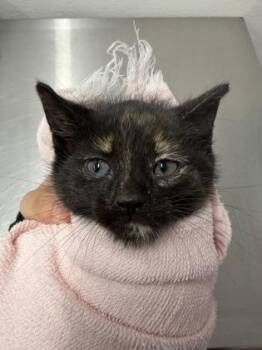 Domestic Short Hair Cats Available for Adoption in West Chester, Pennsylvania - Patches | PetCurious
