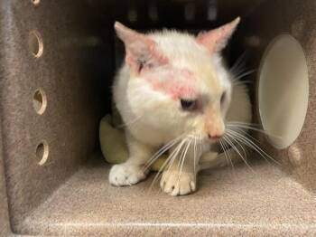 Rescue Domestic Short Hair Cats for Adoption in Pasadena, California - A525031 | PetCurious