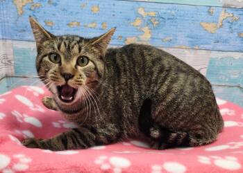 Rescue Domestic Short Hair Cats for Adoption in Washington Court House, Ohio - Fonzie | PetCurious
