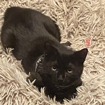 Mario -  Domestic Short Hair Cat for Adoption in Reisterstown, Maryland - Mario | PetCurious