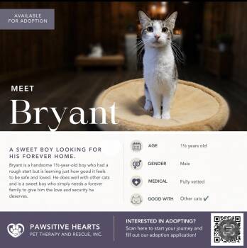 Bryant -  Domestic Short Hair Cat for Adoption in Kenhorst, Pennsylvania - Bryant | PetCurious