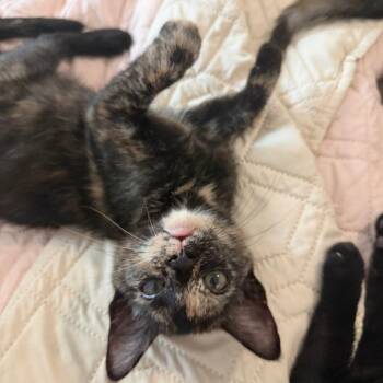 Grape Vine 24 -  Domestic Short Hair Cat for Adoption in Austin, Texas - Grape Vine 24 | PetCurious