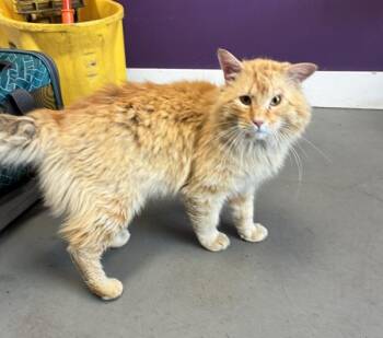Domestic Long Hair Cats Available for Adoption in Salt Lake City, Utah - Garfield | PetCurious