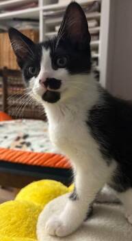 Beetle -  Domestic Short Hair Cat for Adoption in Arlington, Washington - Beetle | PetCurious