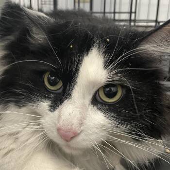 Domestic Long Hair Cats Available for Adoption in Las Vegas, Nevada - Raj | PetCurious