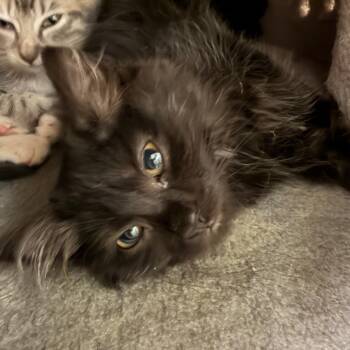 Dawn -  Domestic Long Hair Cat for Adoption in Middlebury, Vermont - Dawn | PetCurious