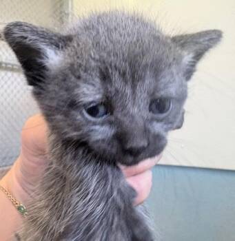 Chrissy -  Domestic Short Hair Cat for Adoption in Ogdensburg, New York - Chrissy | PetCurious