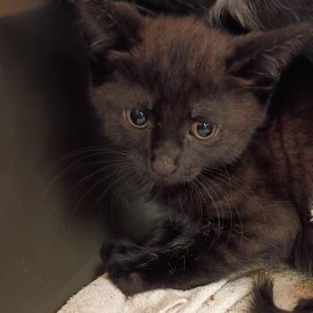 Mr. Flim Flam -  Domestic Short Hair Cat for Adoption in Sarasota, Florida - Mr. Flim Flam | PetCurious