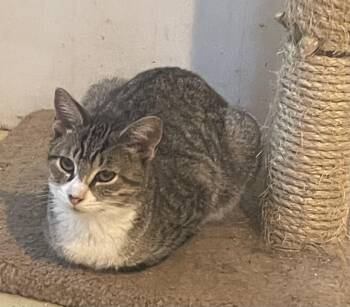 Sarah -  Domestic Short Hair Cat for Adoption in Troy, New York - Sarah | PetCurious